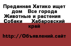 Преданная Хатико ищет дом - Все города Животные и растения » Собаки   . Хабаровский край